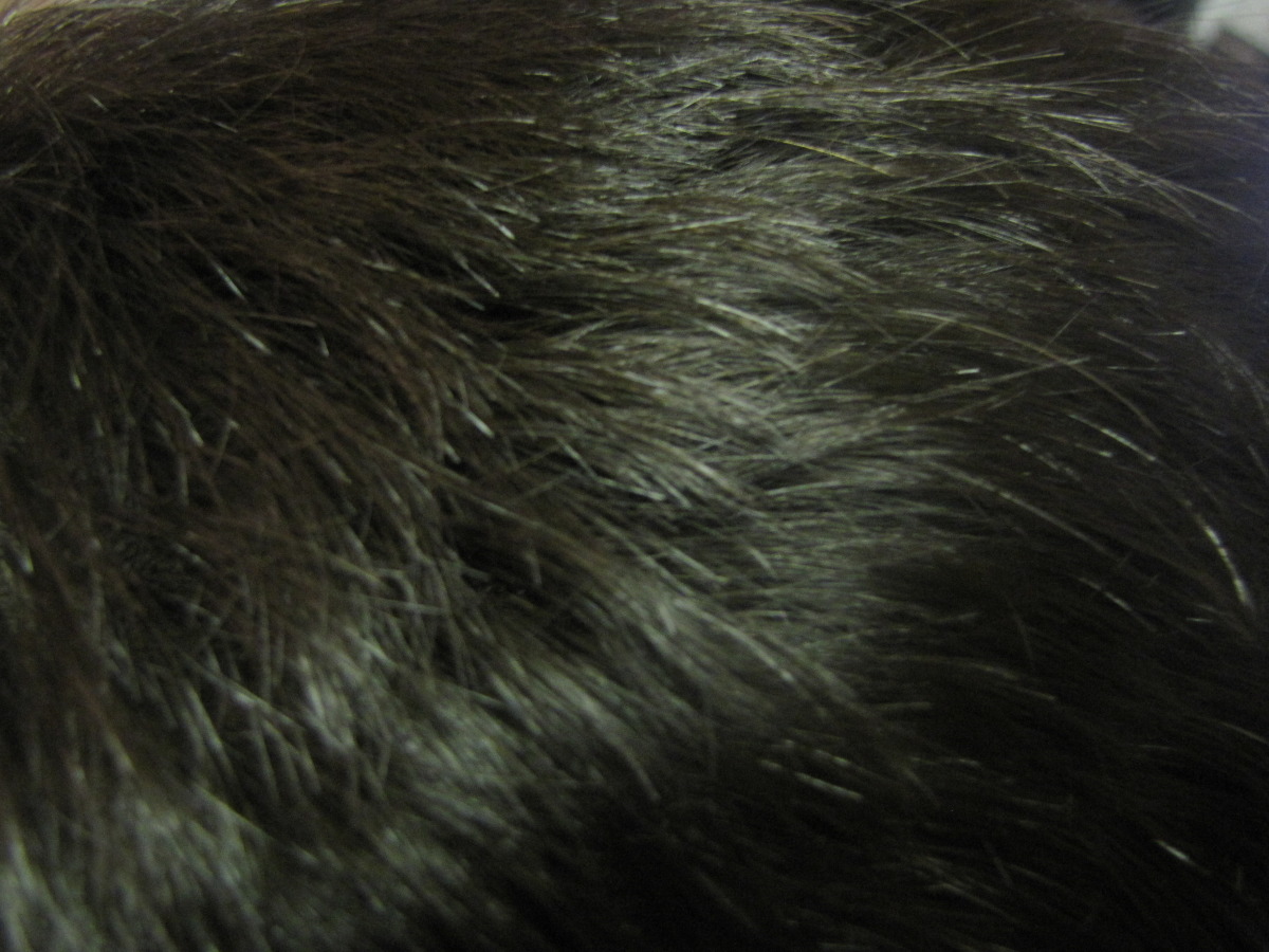 Black Coffee Hair Shine