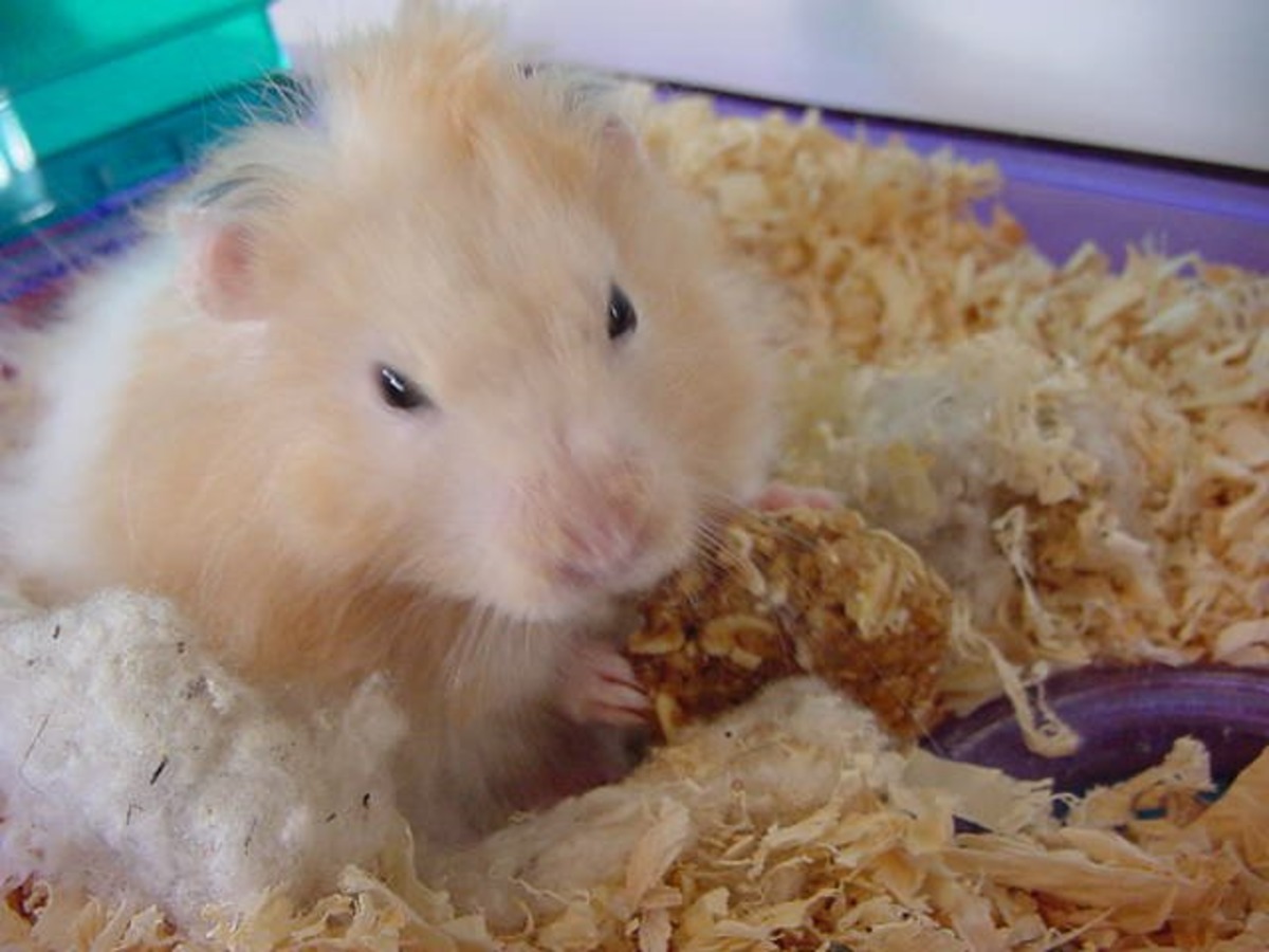 Hamster biscuits store
