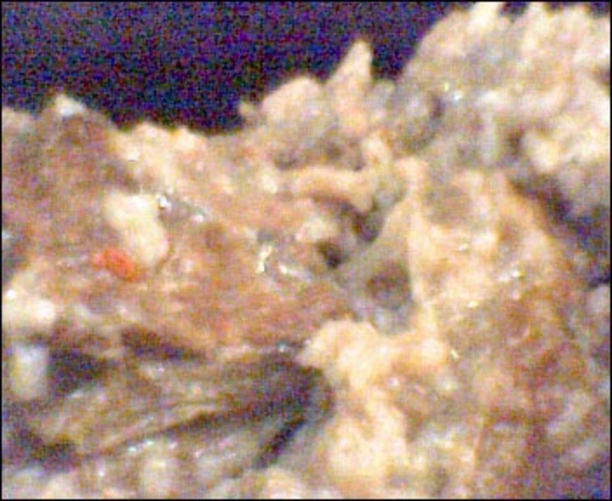 Beef Burgundy Casserole