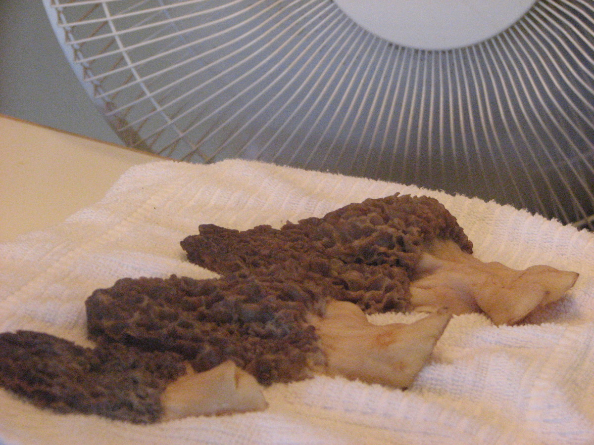 Dried Morel Mushrooms-image
