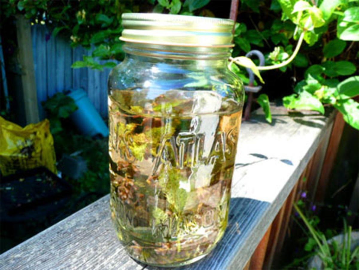 Earth's Herbal Sun Tea Recipe