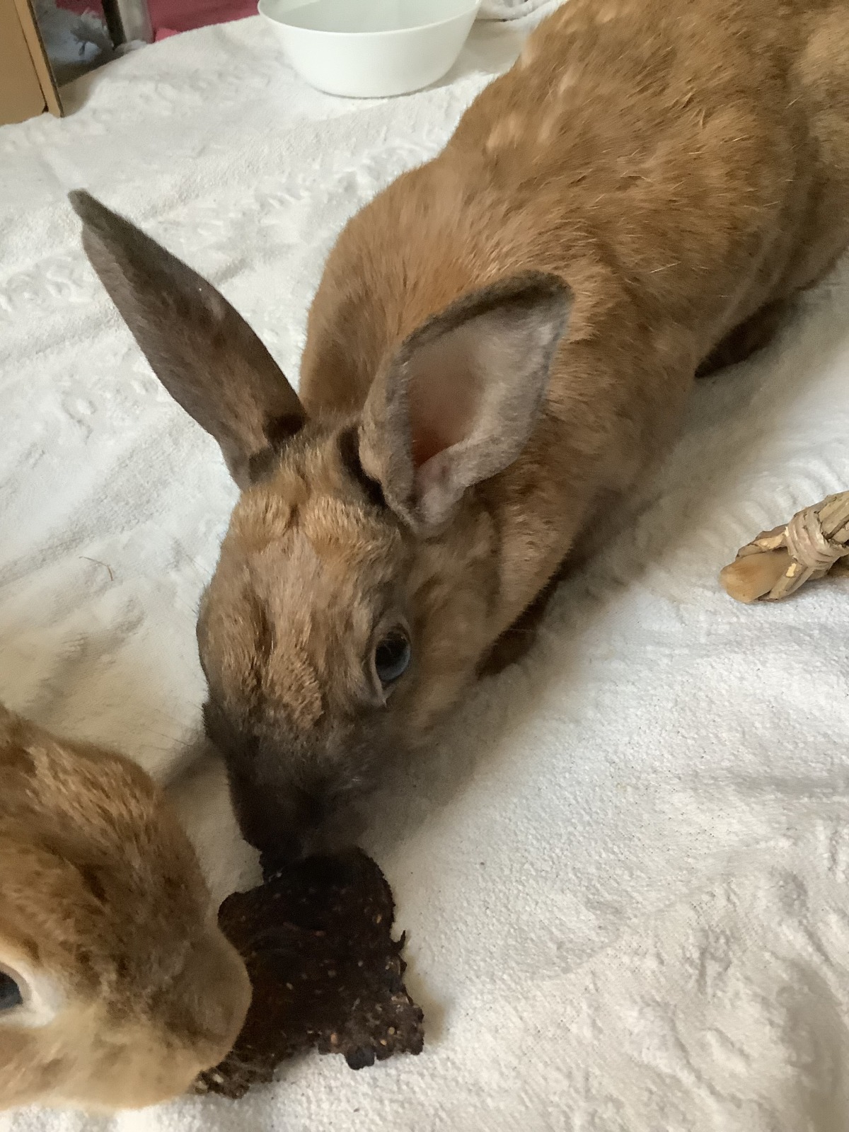 Treats for baby bunnies hot sale