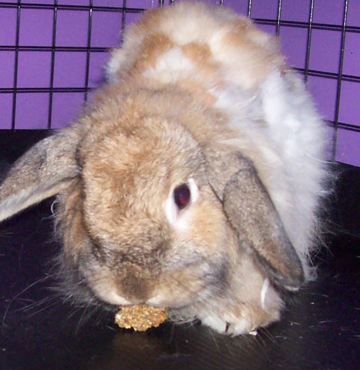Bunneh's Bunny Rabbit Treats Recipe - Food.com