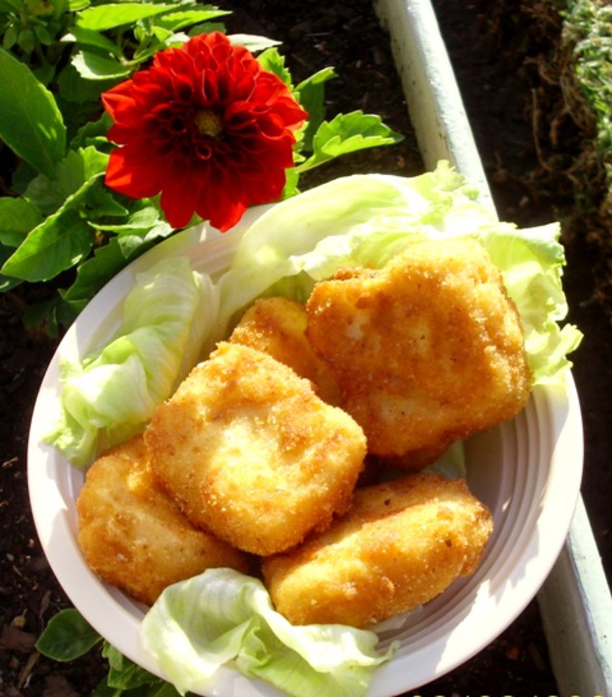 Edam Cheese Fritters Recipe