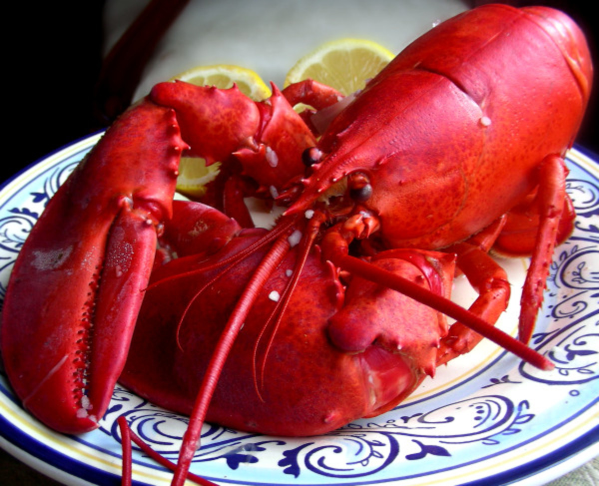 How to Steam a Lobster Recipe