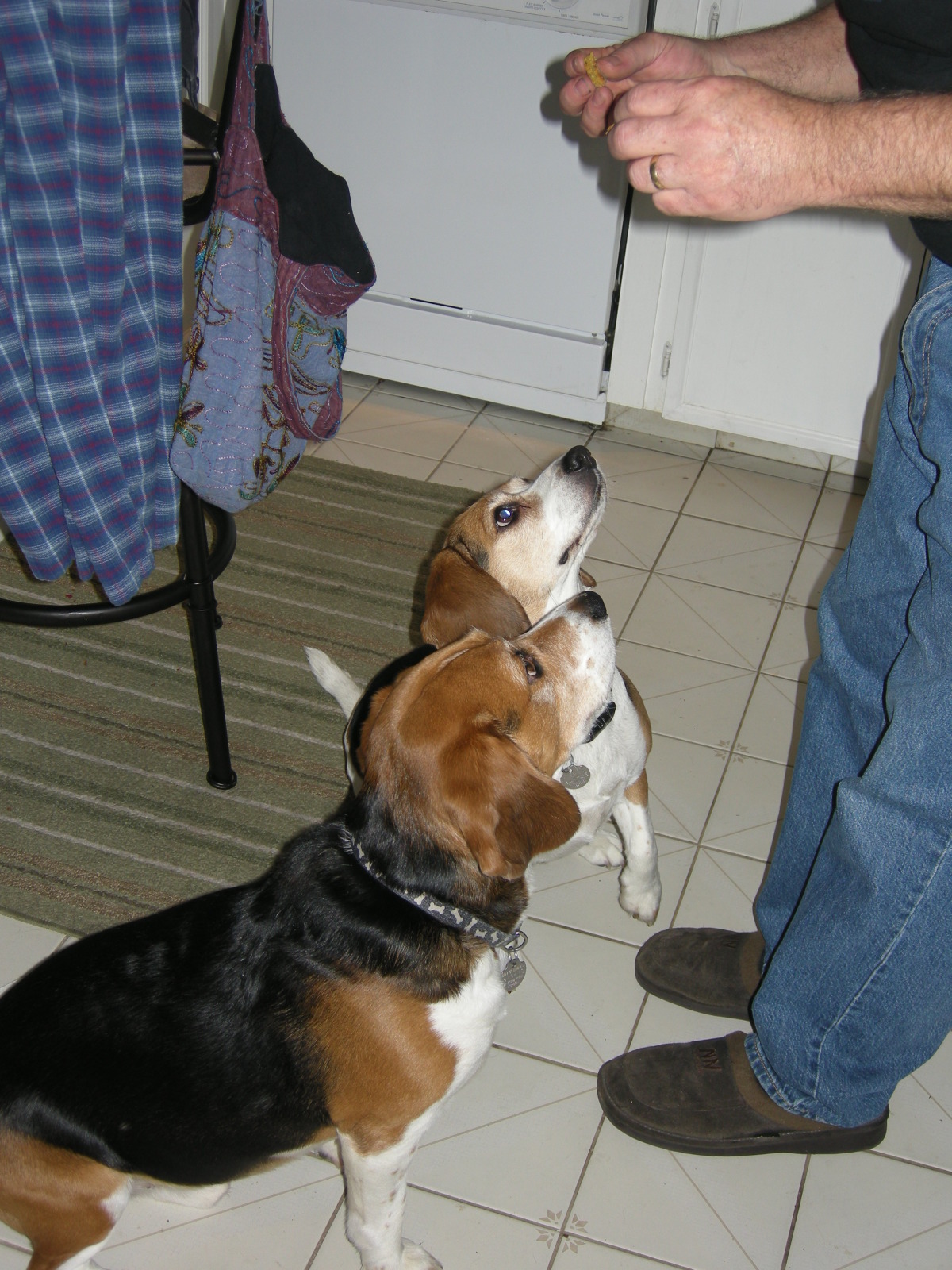 Good Doggie Dog Treats