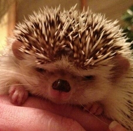 HedgieMom