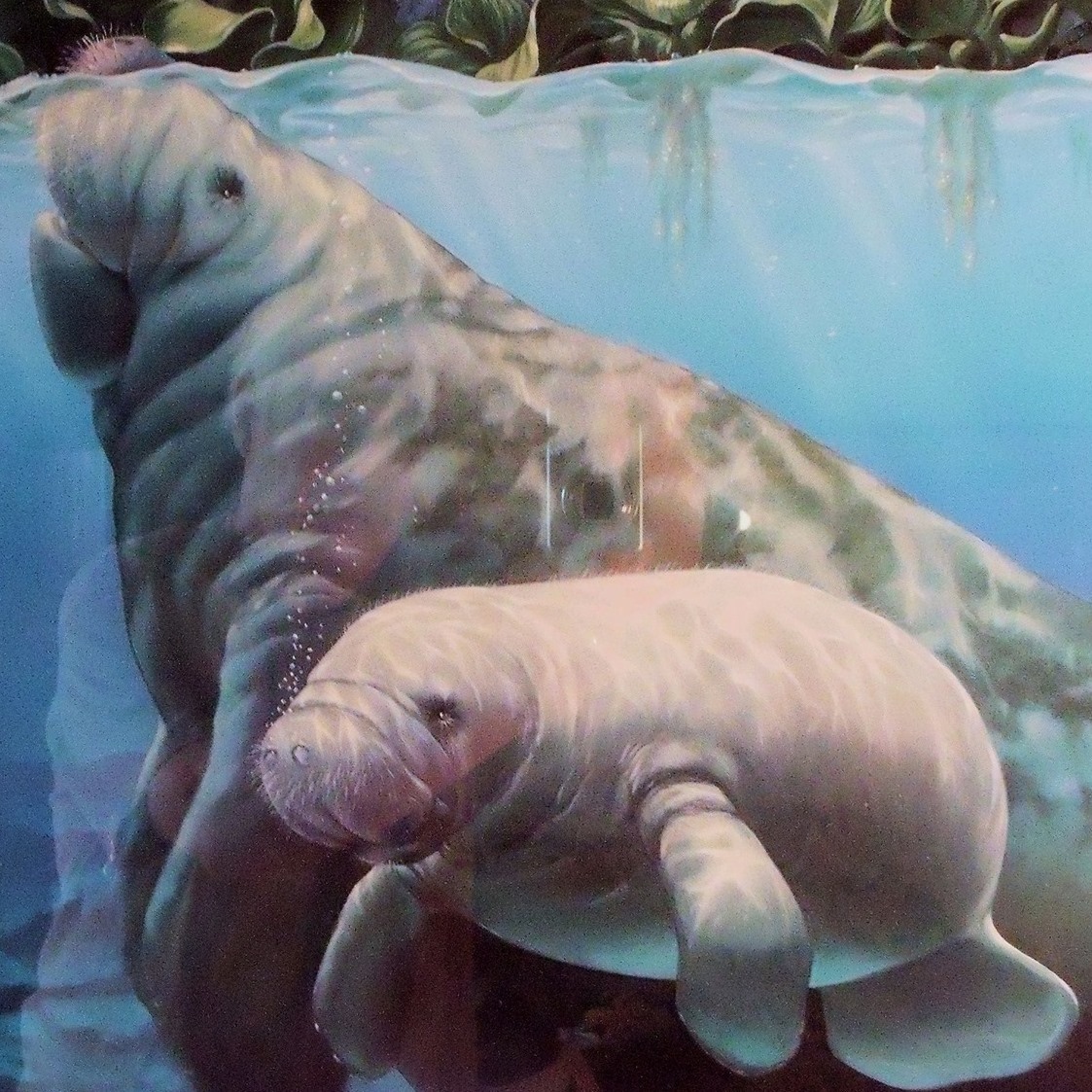 manateegirl