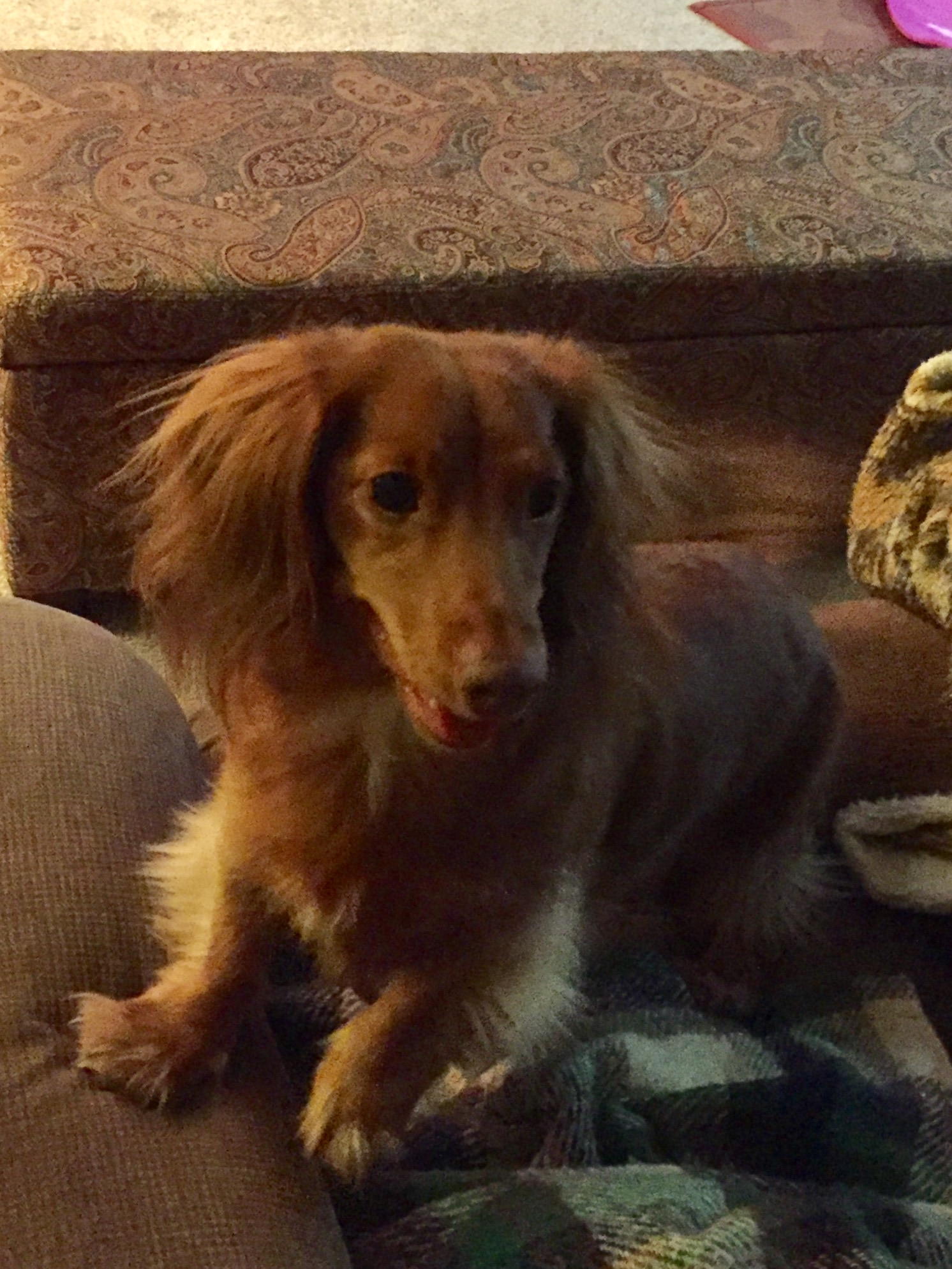 Kittencals Easy OvenBaked Barbecued Chicken Recipe Genius Kitchen