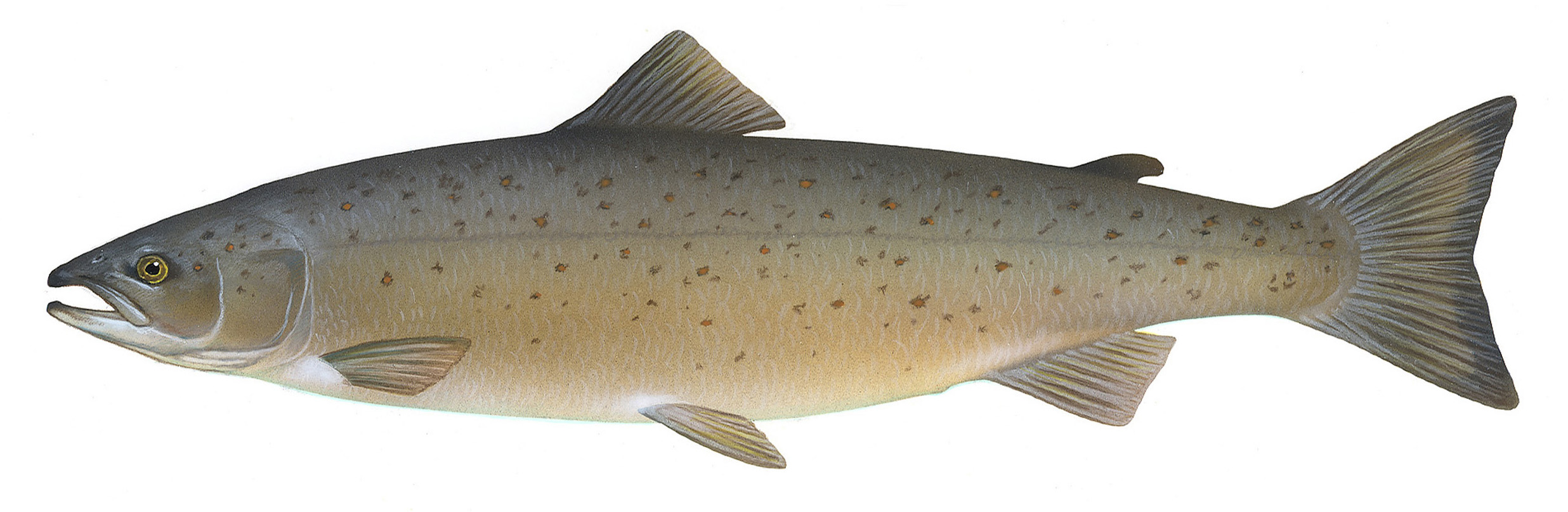 Crazy Good Dishwasher Salmon - Image 2