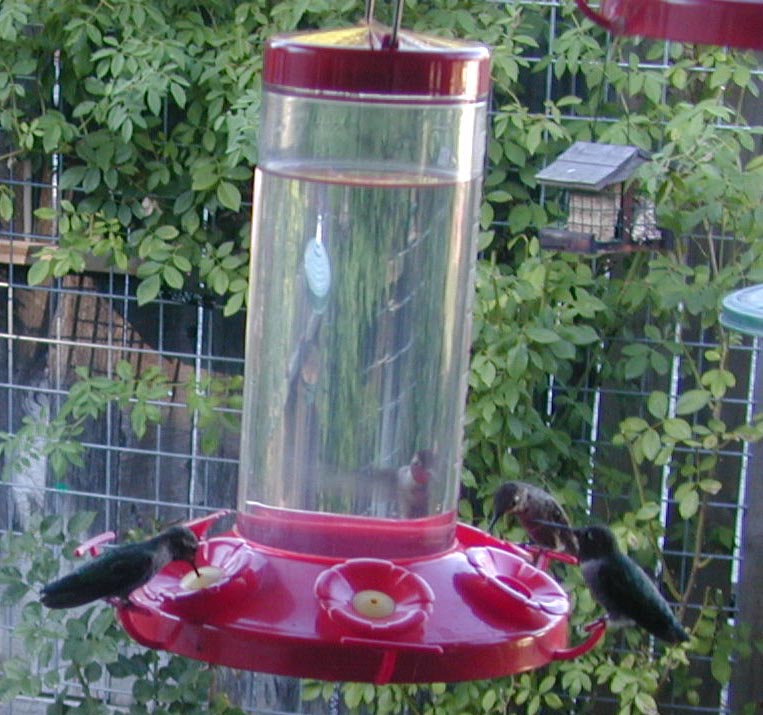 HUMMINGBIRD FEEDING SOLUTION