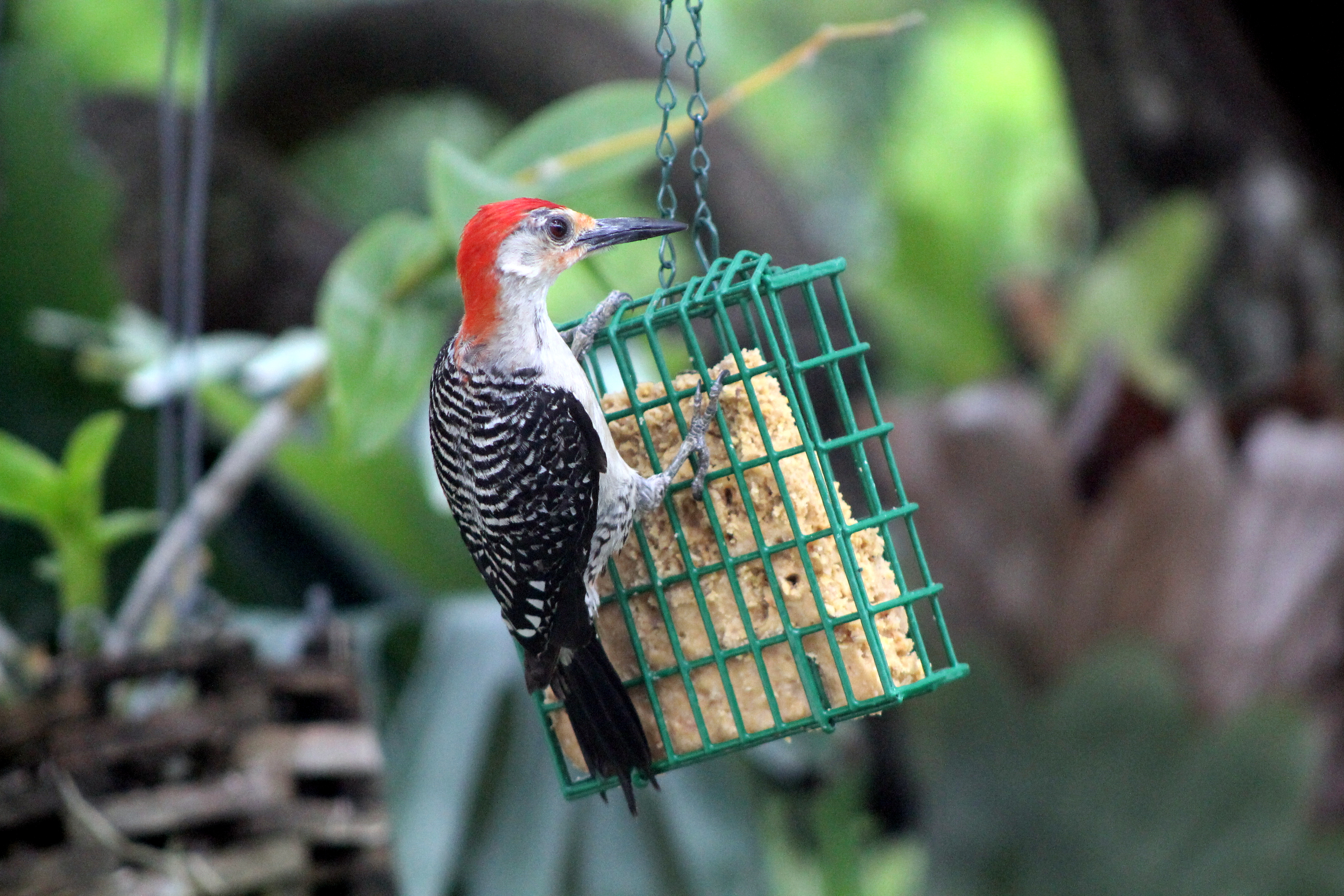 NO-MELT SUET (FOR BIRDS)