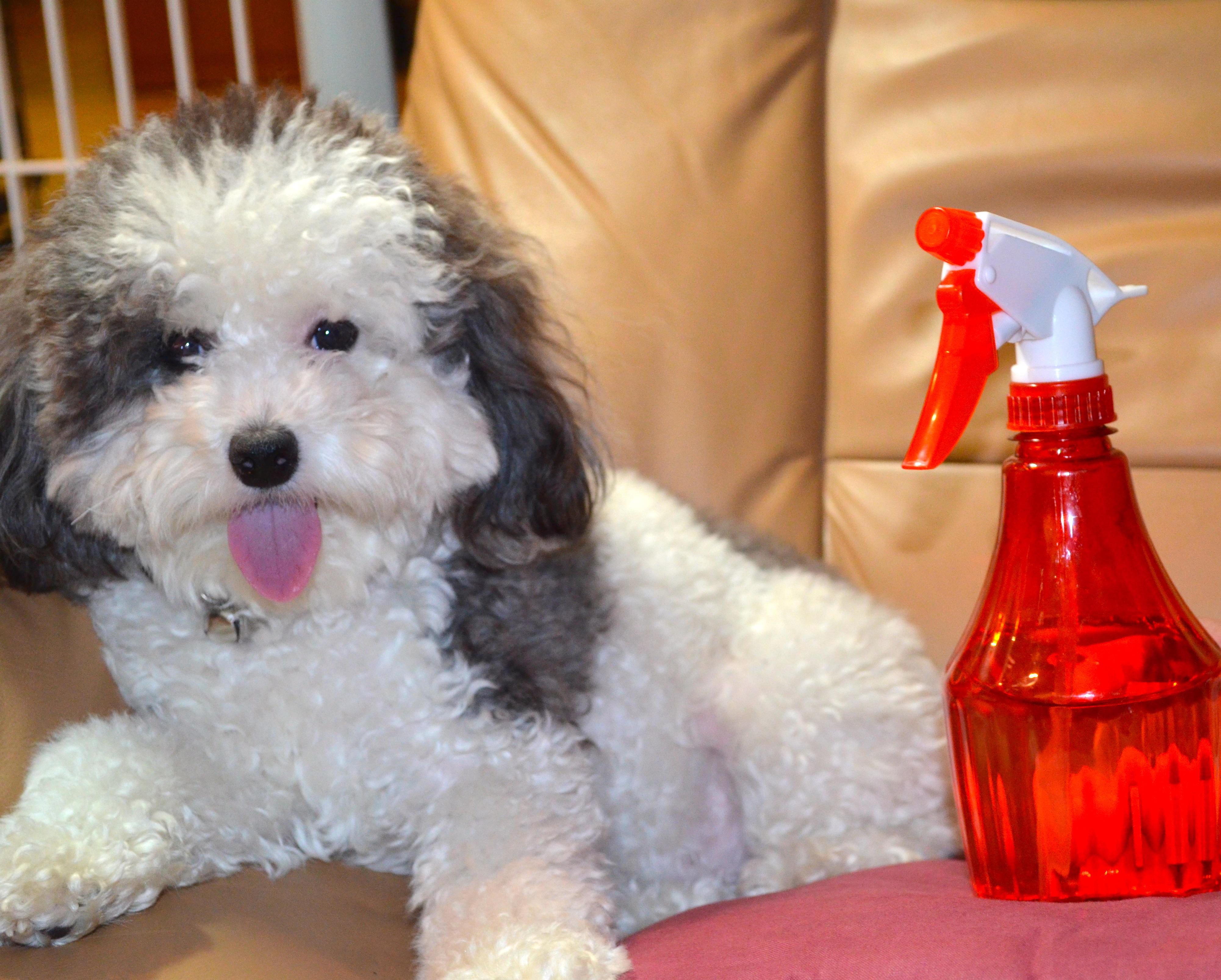 NATURAL DOG SHAMPOO - FLEA REMOVAL