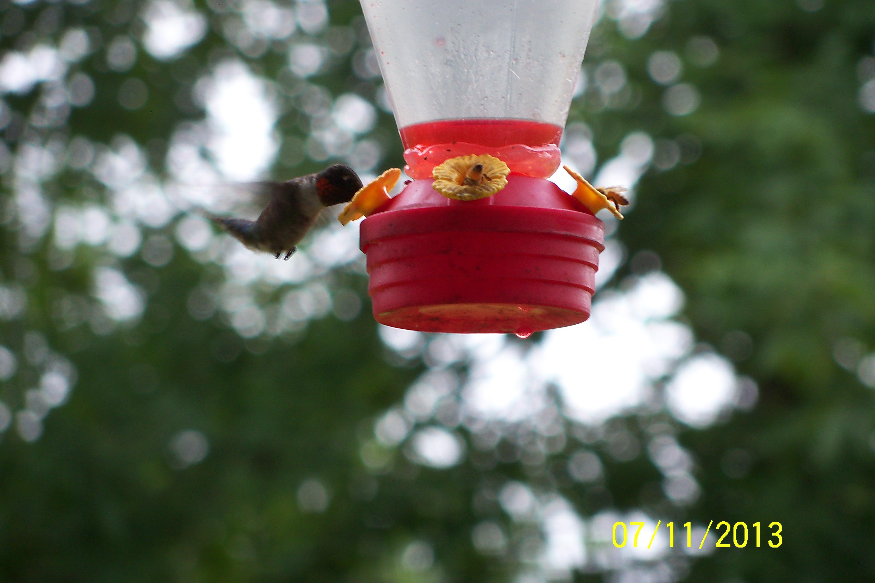 HUMMINGBIRD NECTAR