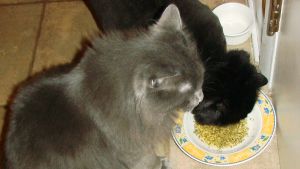 Honey The Cat S Dipped The Nip Again Catnip Tea Recipe Food Com