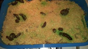 Kitty Litter Cake Recipe Food Com