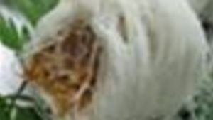 Dragon Hair Candy Or Dragon Beard Candy Recipe Food Com