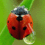 ladybugbusy