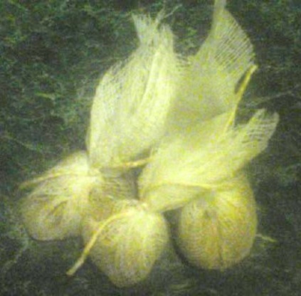 Bouquet Garni Seasoning