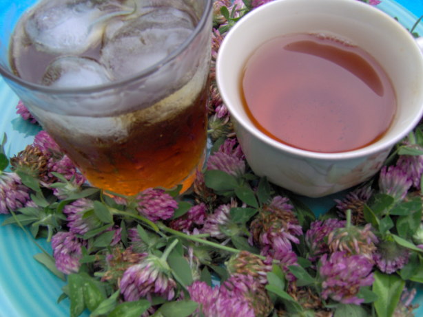 Clover Tea Red Clover Tea- How To Make : How to Use Red Clover – JSAK