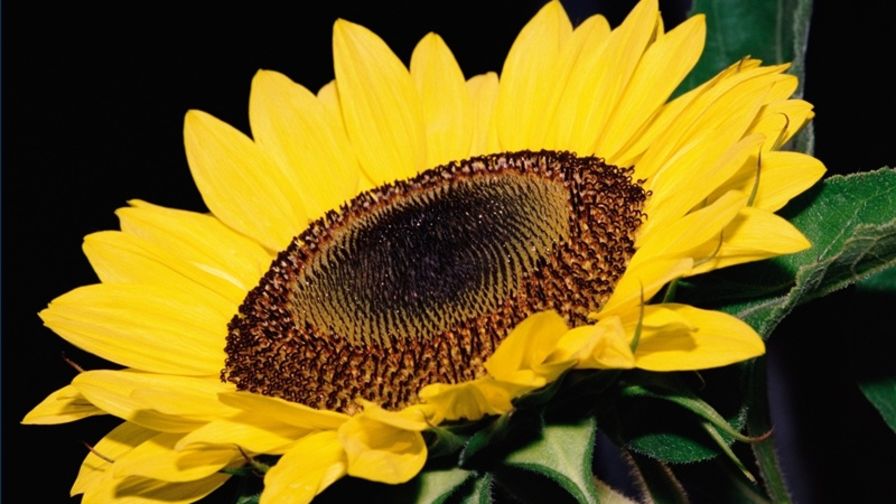roasted salted sunflower seed recipe genius kitchen sun flower