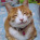 FatCat77